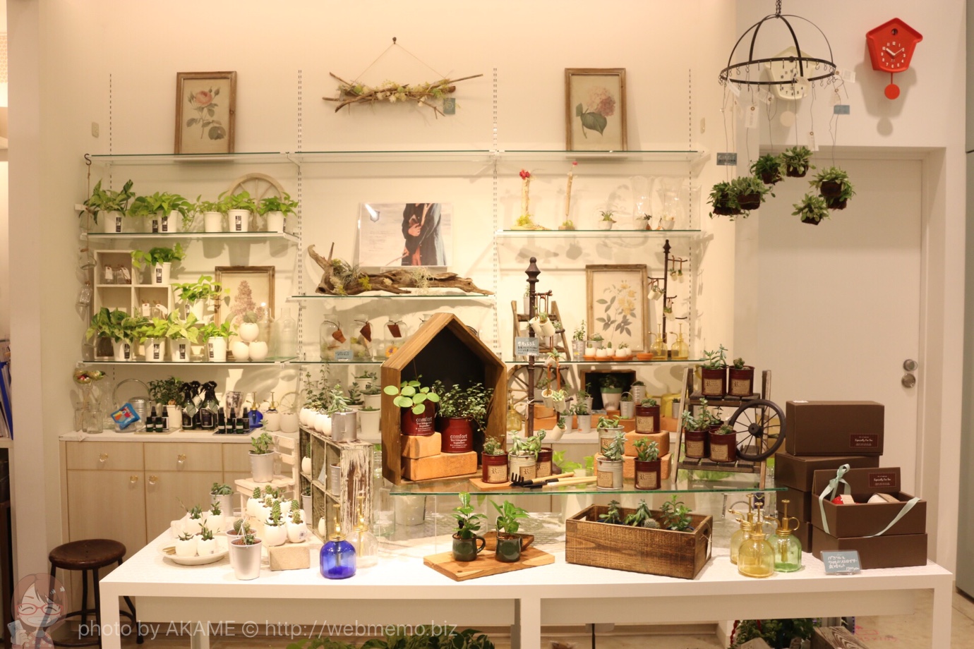 癒しの可愛い緑の植物やエアプランツの販売