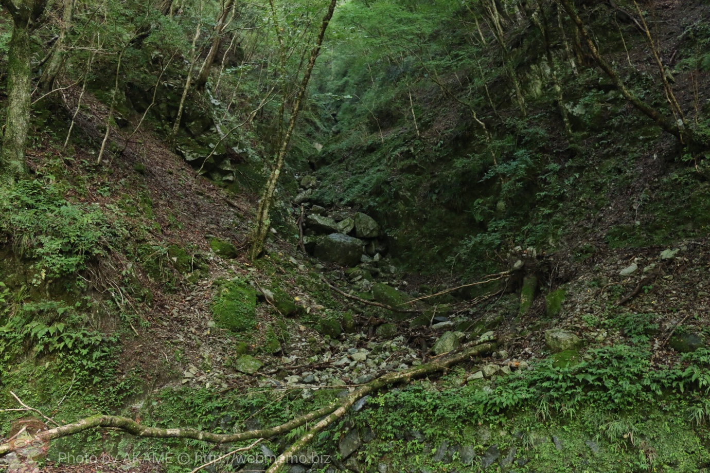 もののけ姫のような森