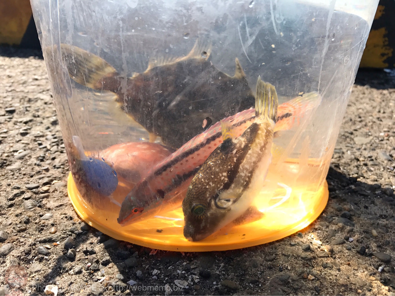 釣果 バケツの様子