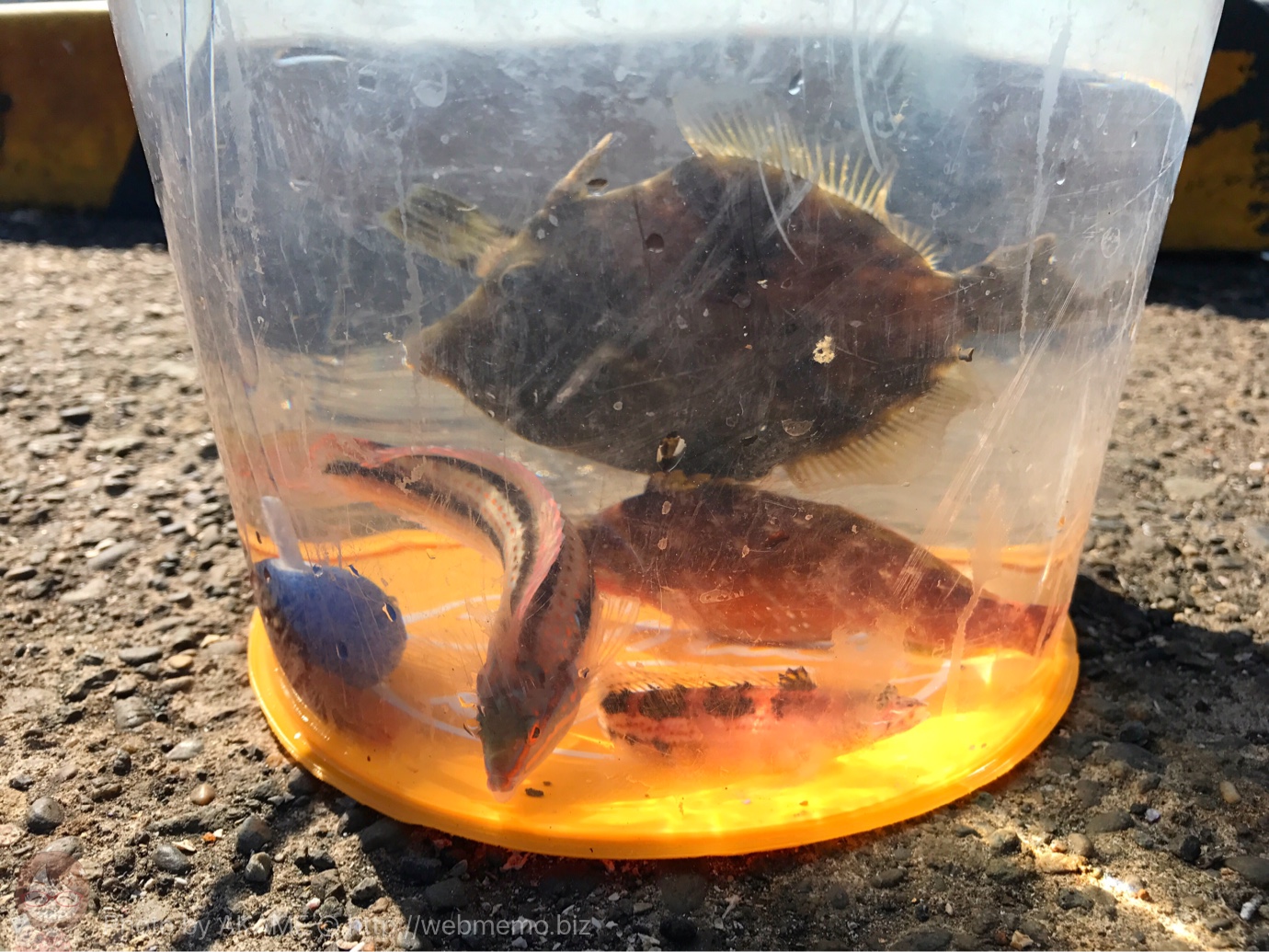釣果 バケツの様子