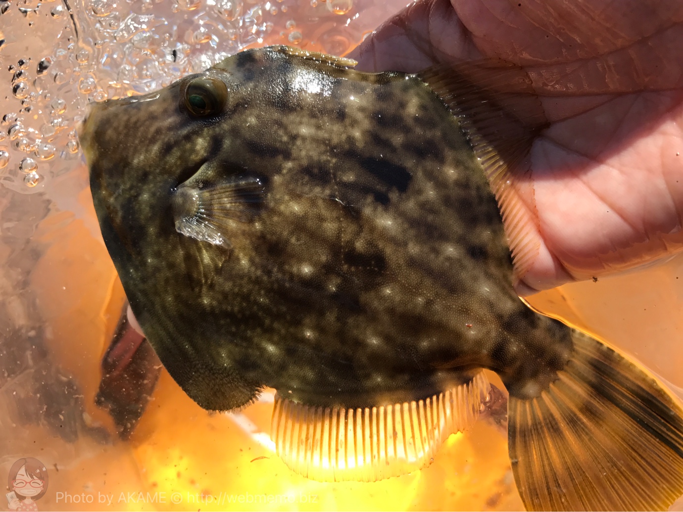 カワハギ