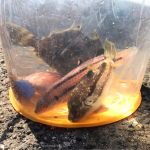 [Å] 秋の三崎港で釣り！ゴンズイとハオコゼのダブルからのカワハギ・トラギス・ベラ乱獲 [釣り録13]