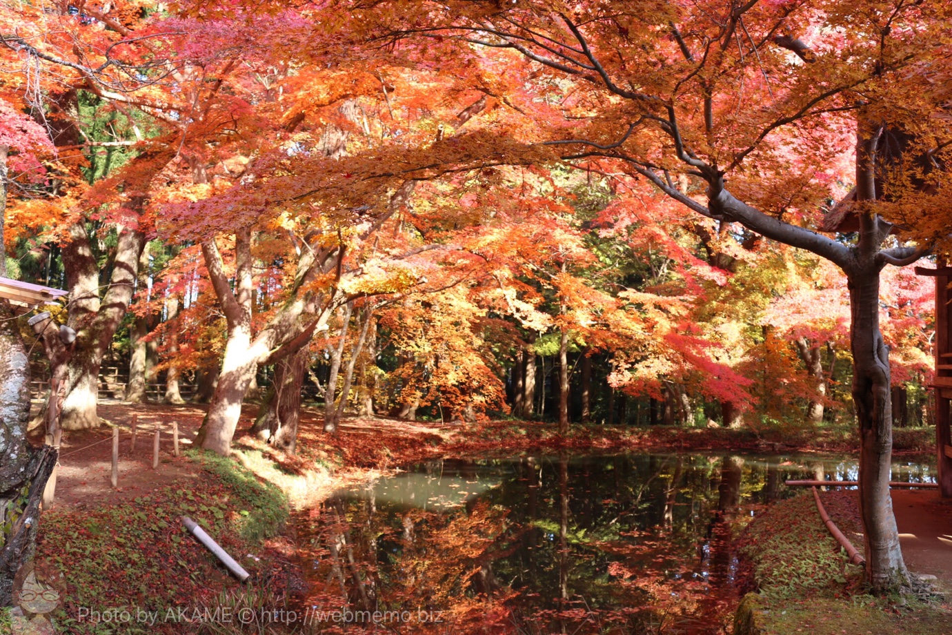 中尊寺の紅葉が見頃！赤とオレンジの息をのむ光景に大感激