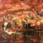 [Å] 中尊寺の紅葉が見頃！赤とオレンジの息をのむ光景に大感激