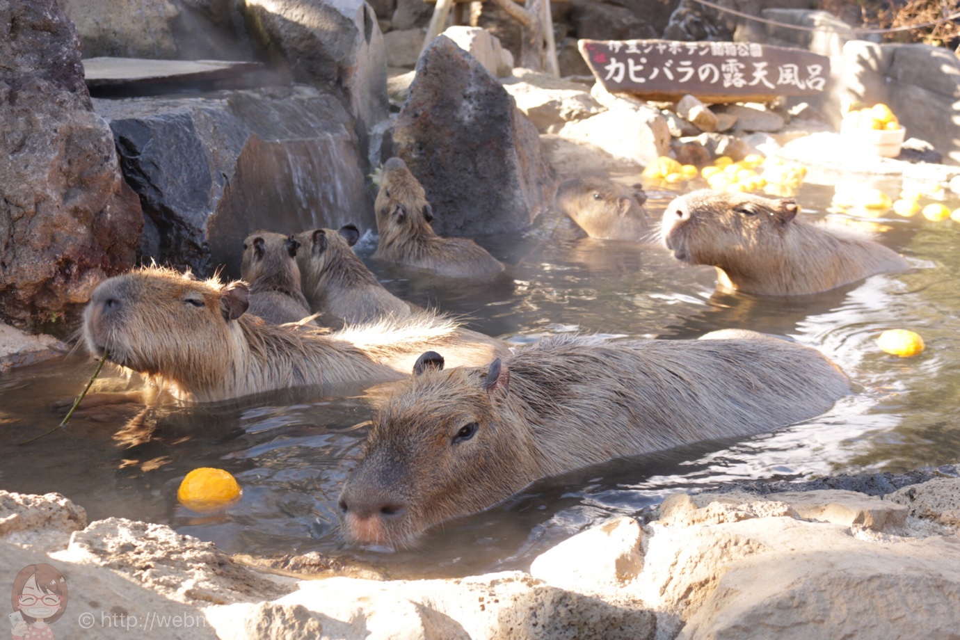 伊豆「シャボテン動物公園」の元祖カピバラの露天風呂が可愛すぎ!まさに癒しの極み
