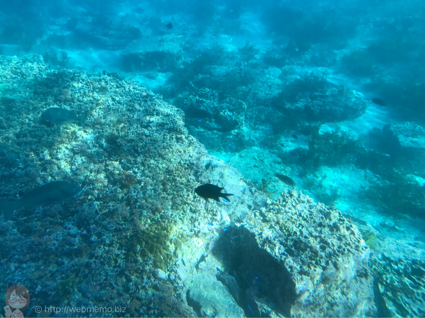 海中観光船 たてやま号から見た魚