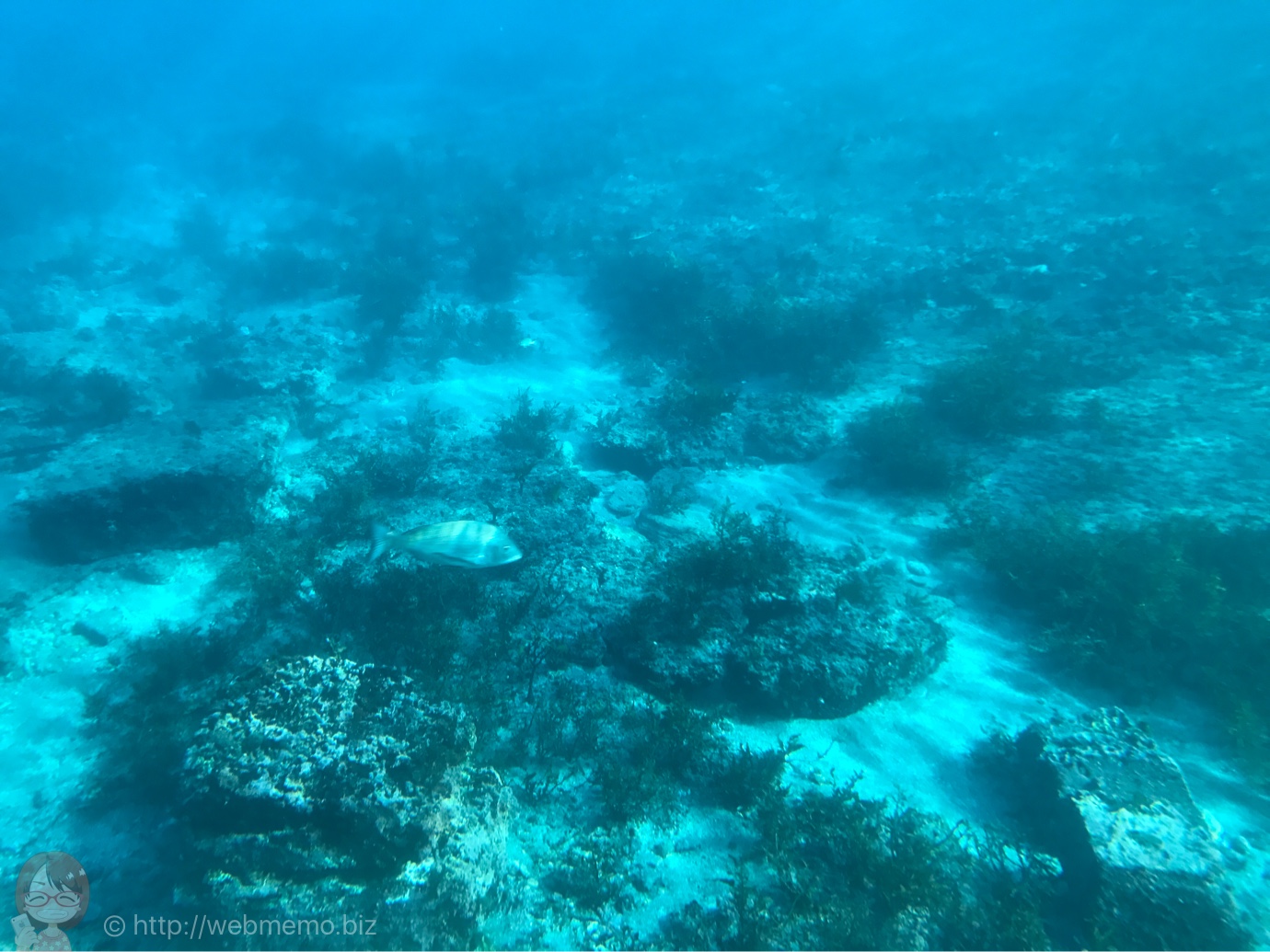 海中観光船 たてやま号から見た魚