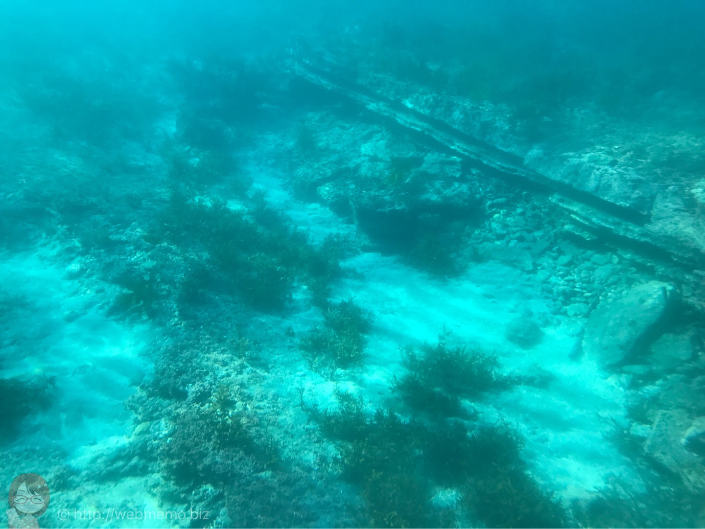 海中観光船 たてやま号から見た魚