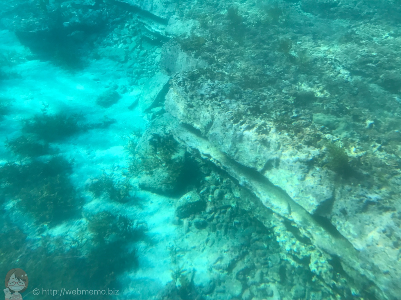 海中観光船 たてやま号から見た魚