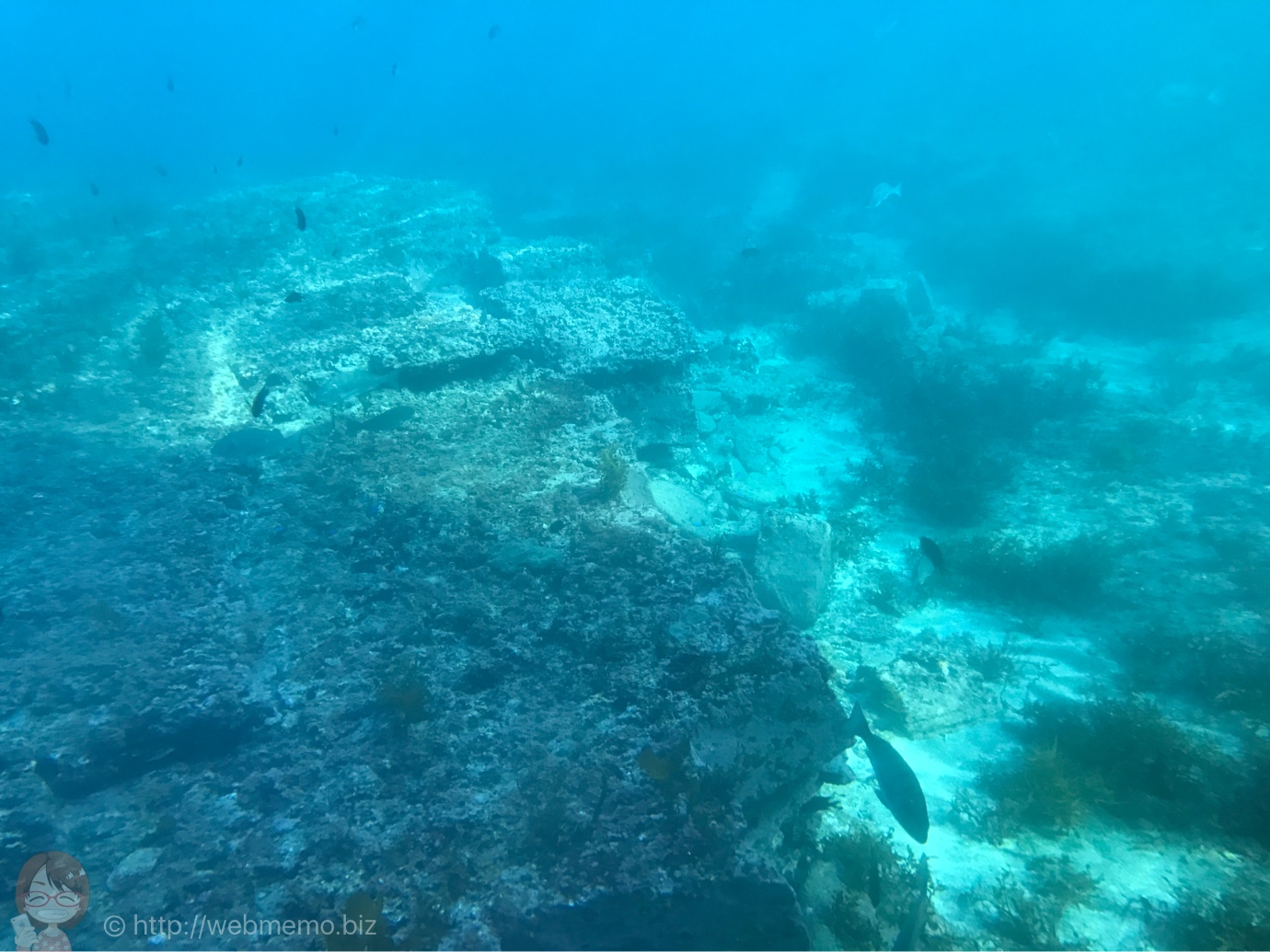 海中観光船 たてやま号から見た海の景色