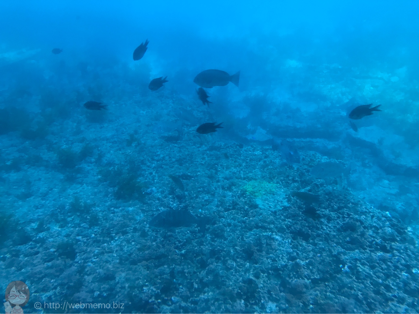 海中観光船 たてやま号から見た海の景色
