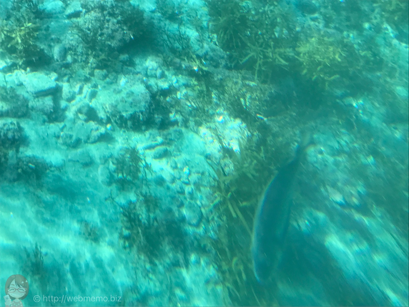 海中観光船 たてやま号から見た海の景色