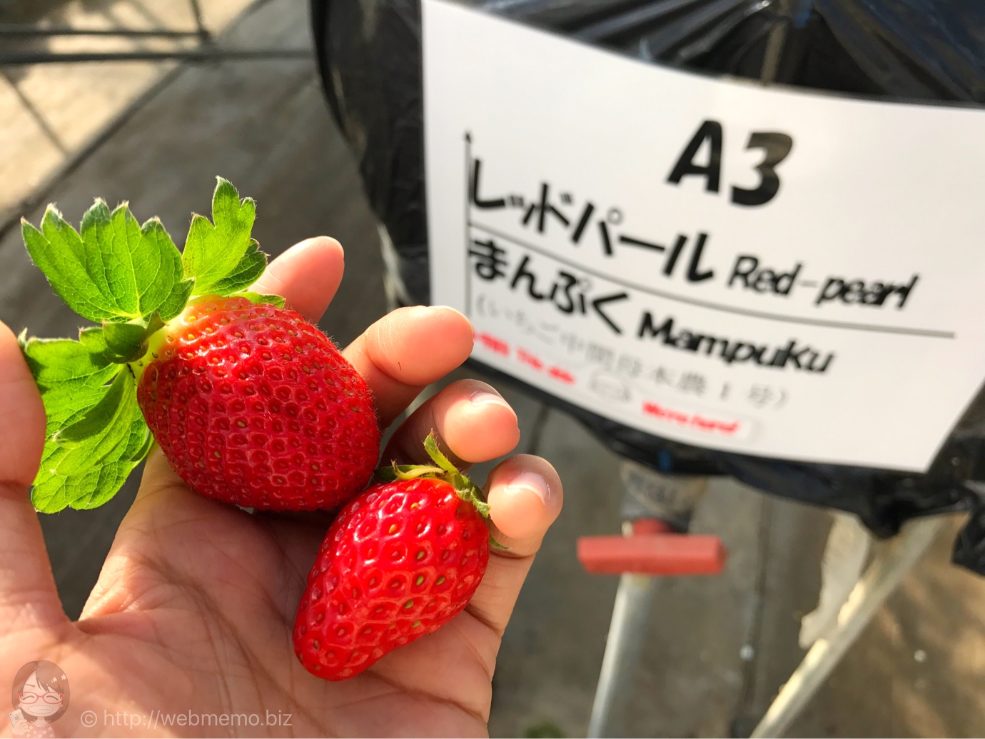 ドラゴンファームのイチゴ