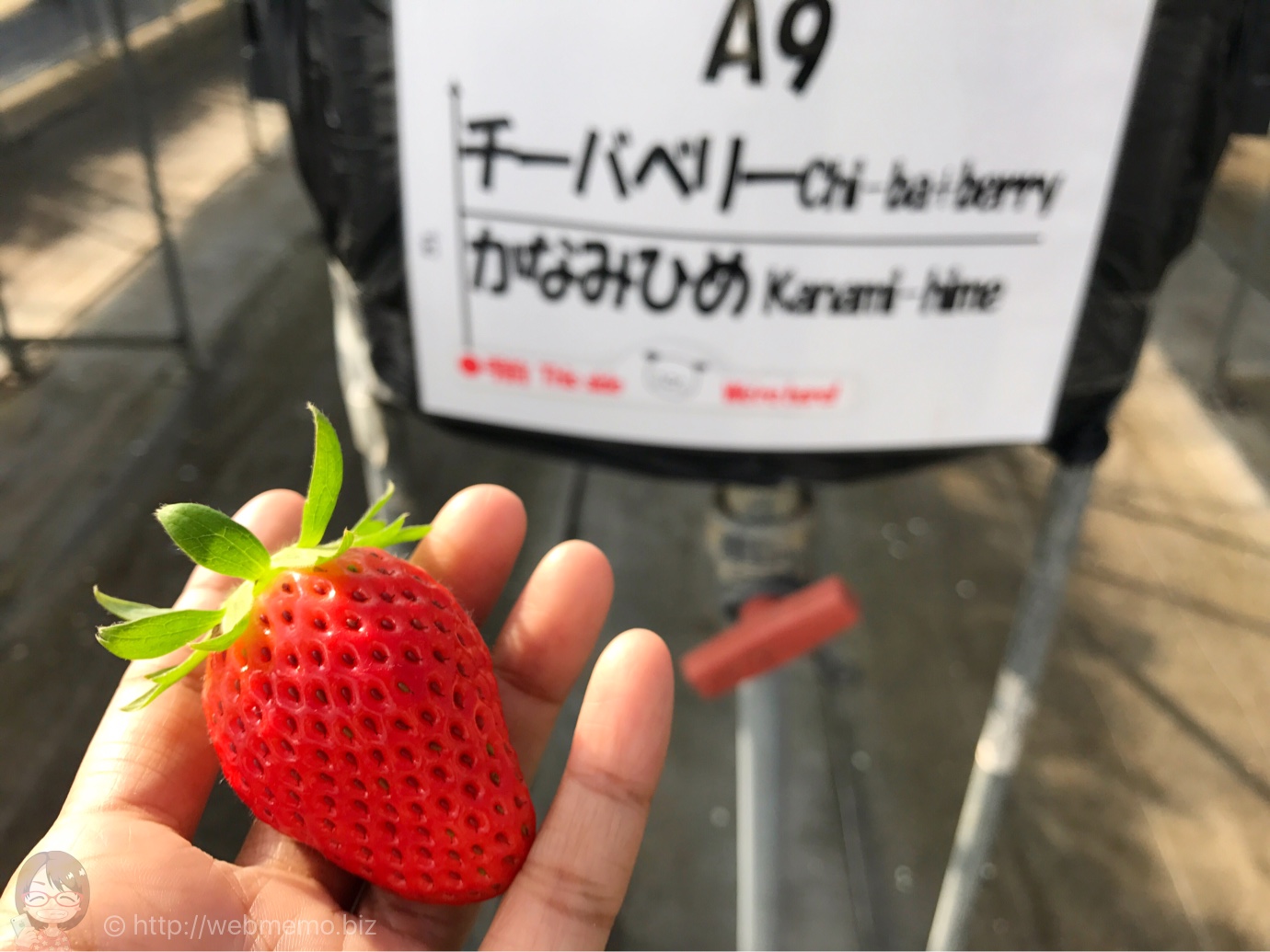 ドラゴンファームのイチゴ