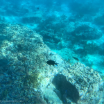 [Å] 海の宝石が綺麗！千葉 館山の海中観光船から見た沖ノ島の海がダイビングの世界
