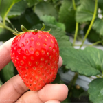 [Å] 千葉「安田いちご園」のいちご狩りで9種食べ比べ！行列を作る大人店気で焦った