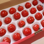 [Å] こっそり農遠で届いた「ジュリエッタ」は食感も味も別格！希少・高級ミニトマトを500円でゲット