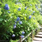 [Å] 北鎌倉 アジサイの時期の明月院、平日なのにヤバすぎ！大混雑でゆっくり見れず！笑