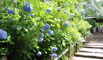 北鎌倉 アジサイの時期の明月院、平日なのにヤバすぎ!大混雑でゆっくり見れず!笑