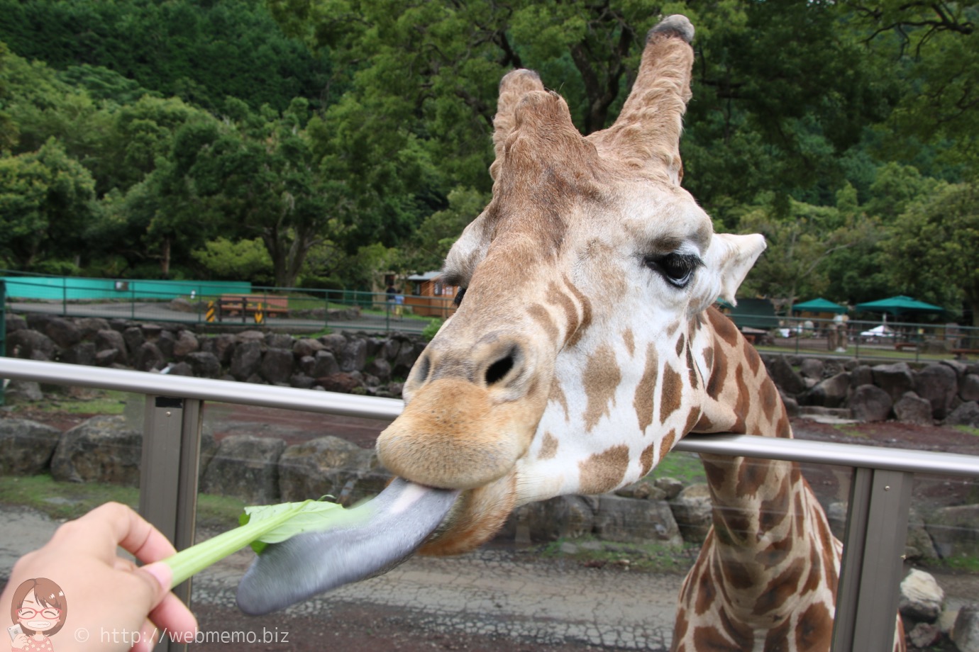 キリンの餌やり