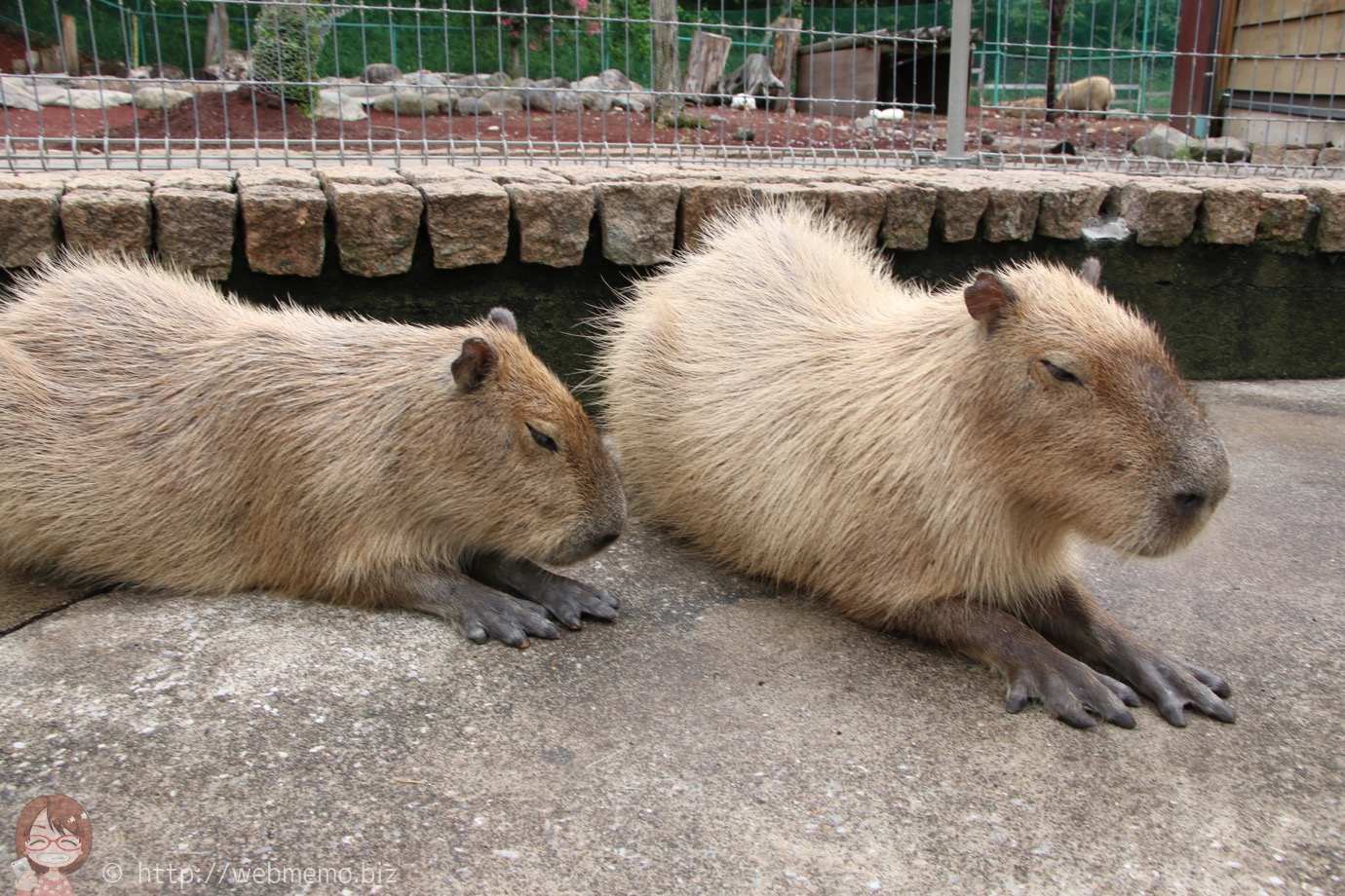 カピバラ