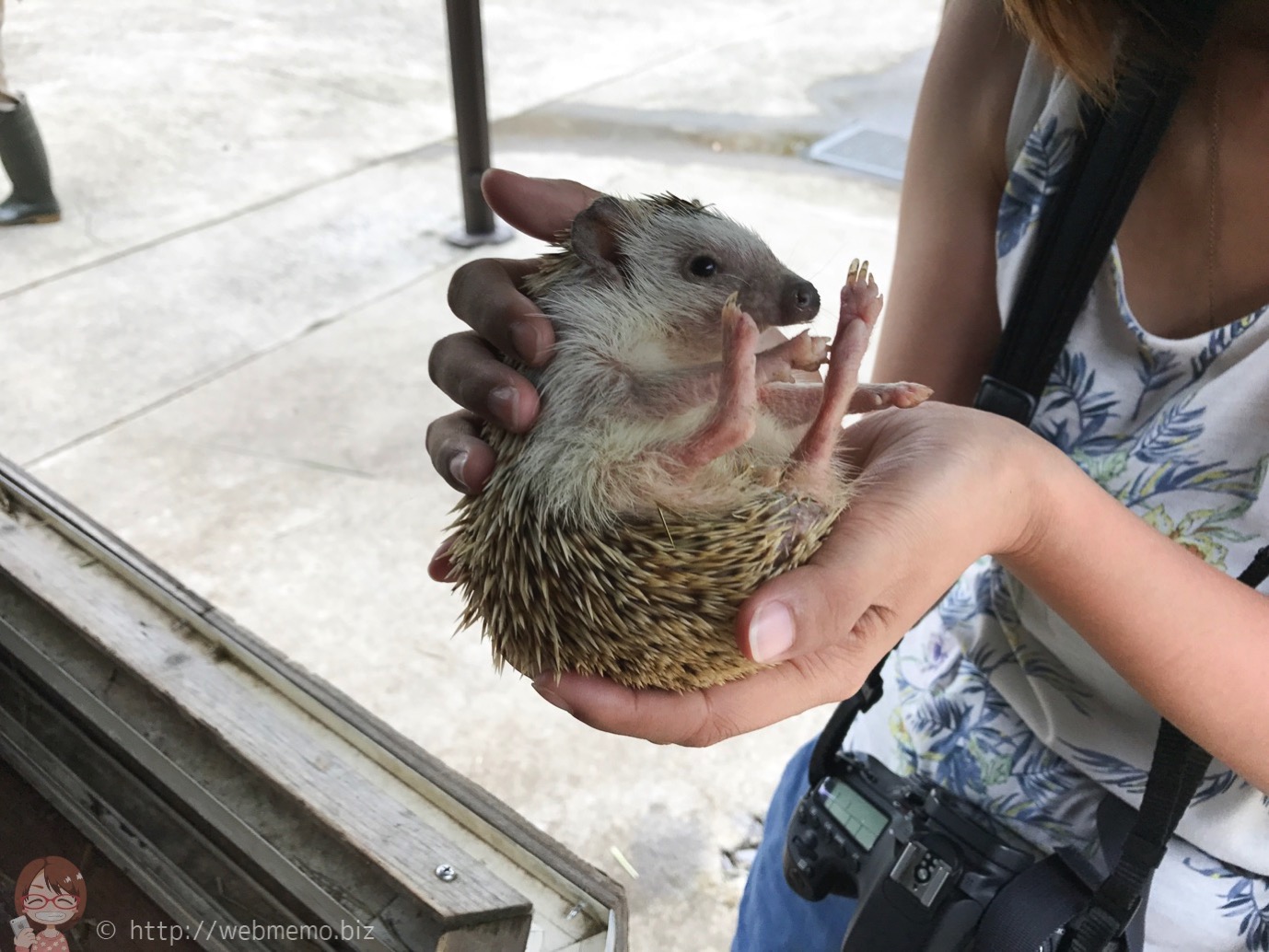 ハリネズミ抱っこ
