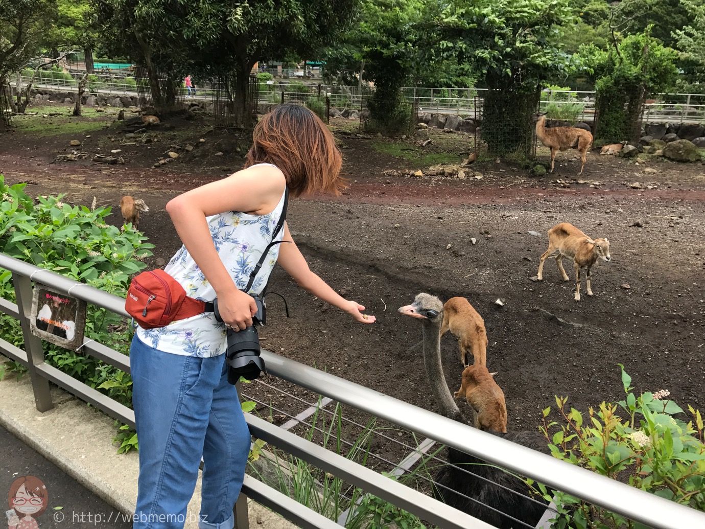 ダチョウの餌やり