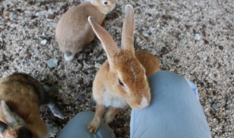 広島県 大久野島(うさぎ島)のうさぎに囲まれ・乗られる"ウサギまみれ"が超楽しい!