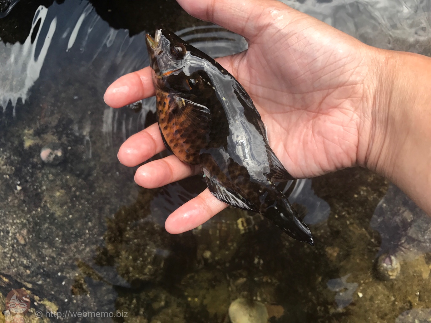 釣り上げた子持ちベラ