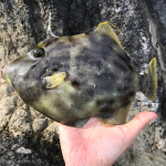 カワハギ25cmオーバーを釣り上げ歓喜！大物ヒットの連続で岩場No.1の釣果 [釣り録16]