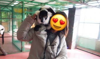 栃木県「那須ワールドモンキーパーク」の頭や肩に飛んでくるエリマキキツネザルが楽しすぎ!一生の思い出に