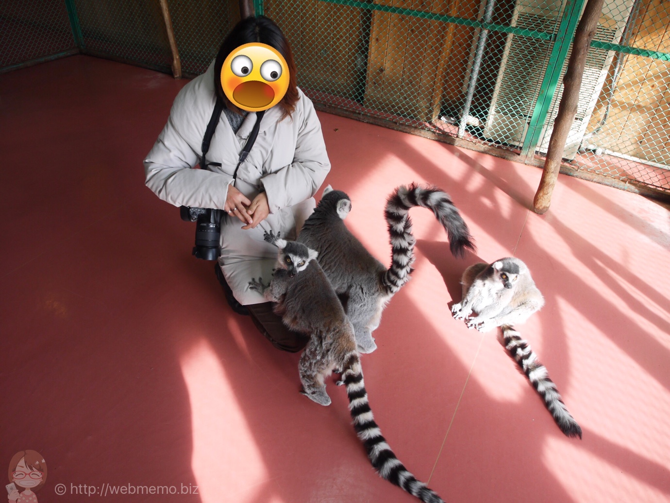ワオキツネザルへの餌やり