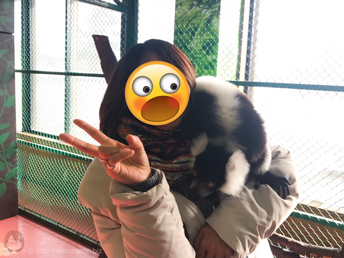 エリマキキツネザル