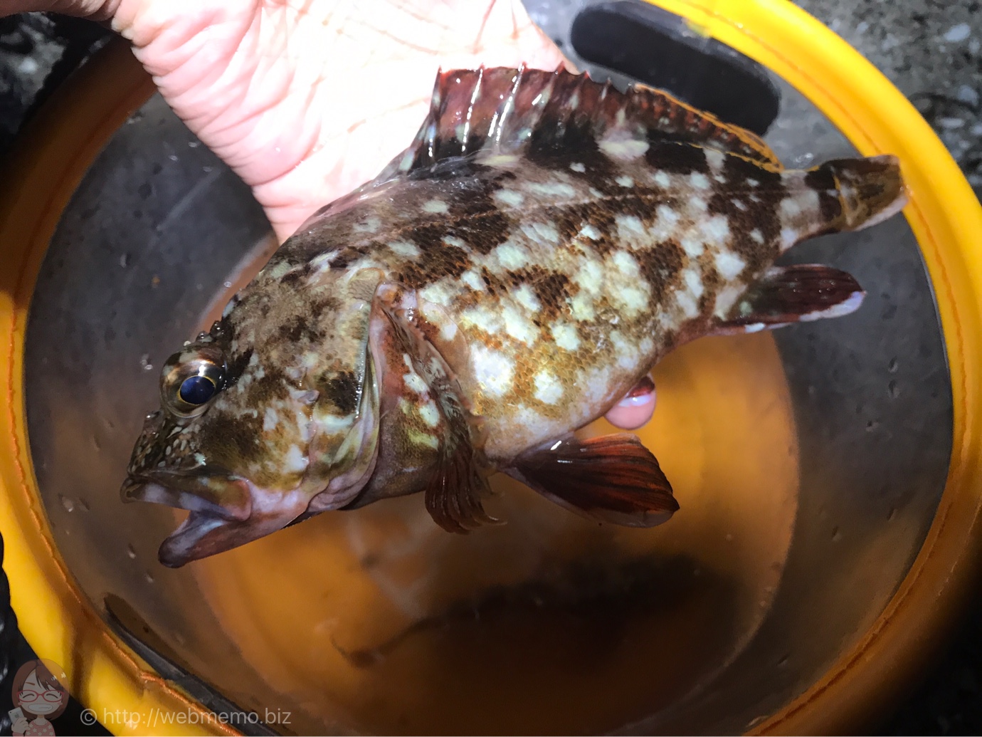 夜釣り ガシラ