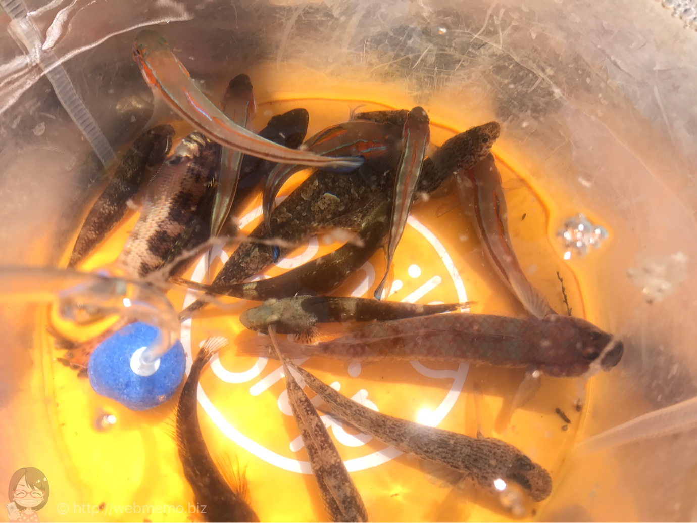 たくさんの魚