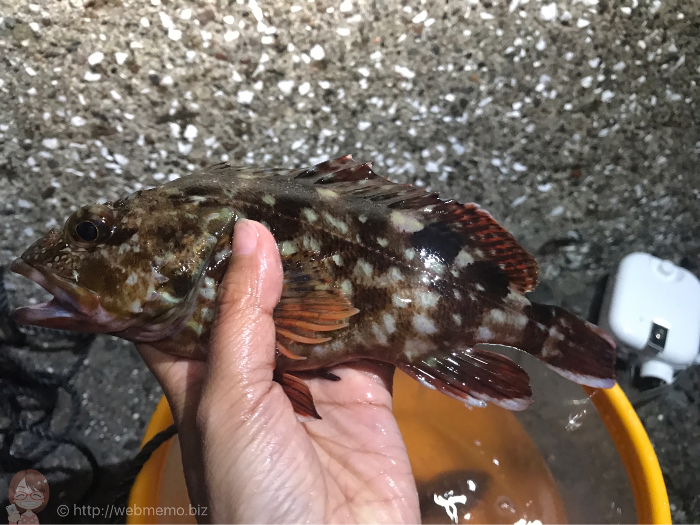 夜釣り ガシラ 2匹目