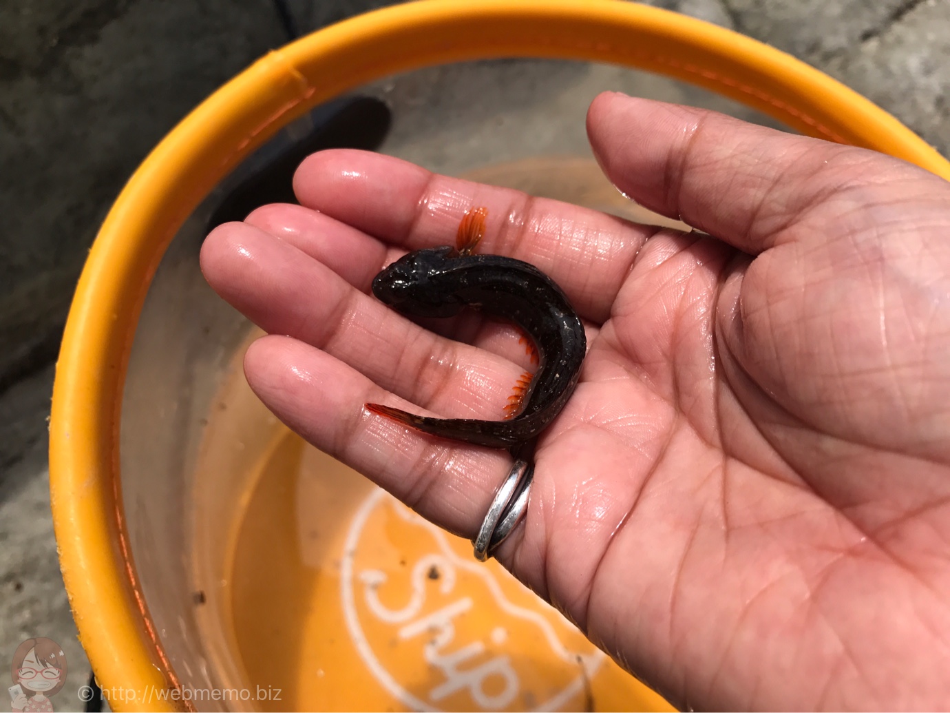 小さい魚