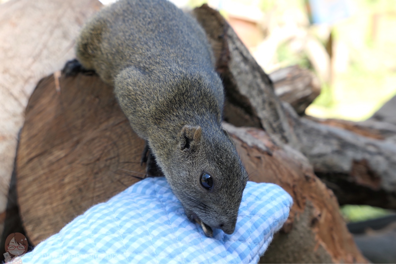 タイワンリスに餌やり