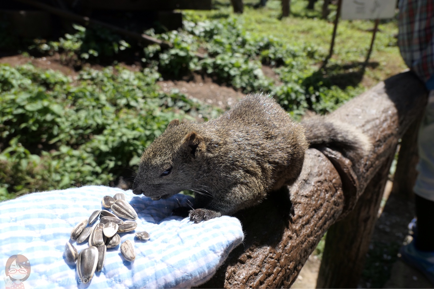 タイワンリスに餌やり