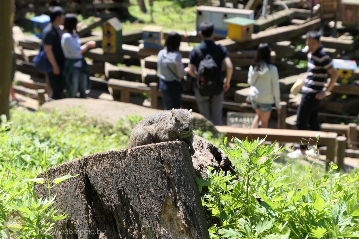 タイワンリス