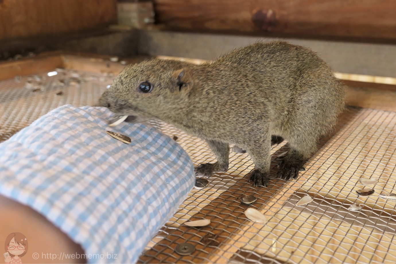 タイワンリスに餌やり