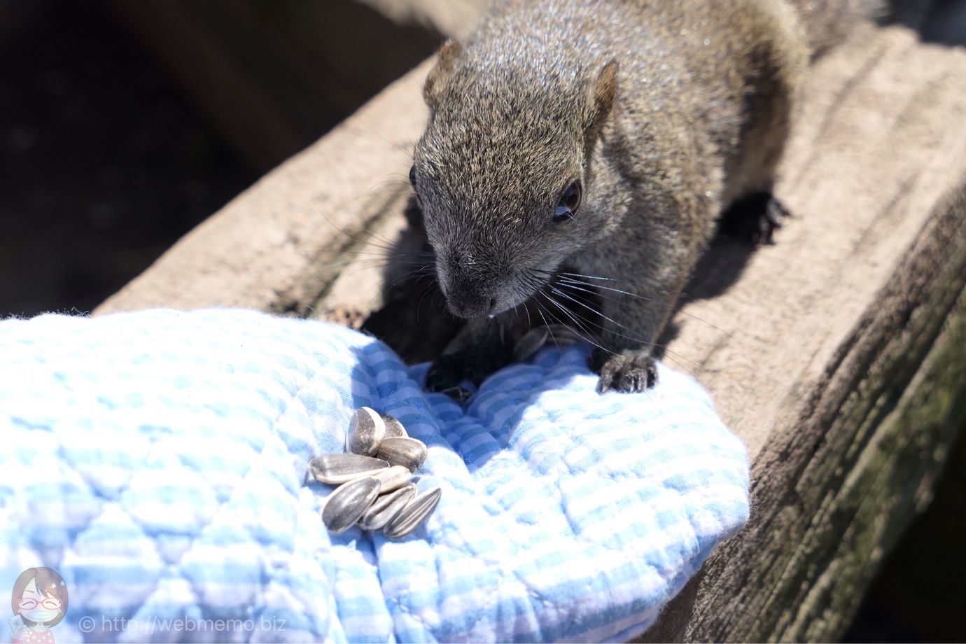タイワンリスに餌やり