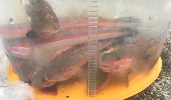 神奈川県三崎 7月 釣りのシーズン到来で過去最高のニシキハゼ祭り楽しむ！[釣り録20]