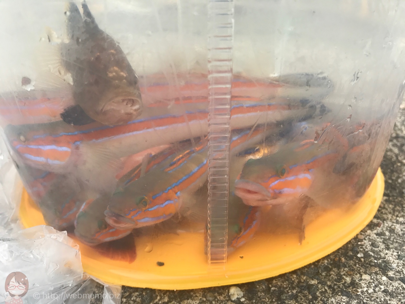 神奈川県三崎 7月 釣りのシーズン到来で過去最高のニシキハゼ祭り楽しむ！[釣り録20]