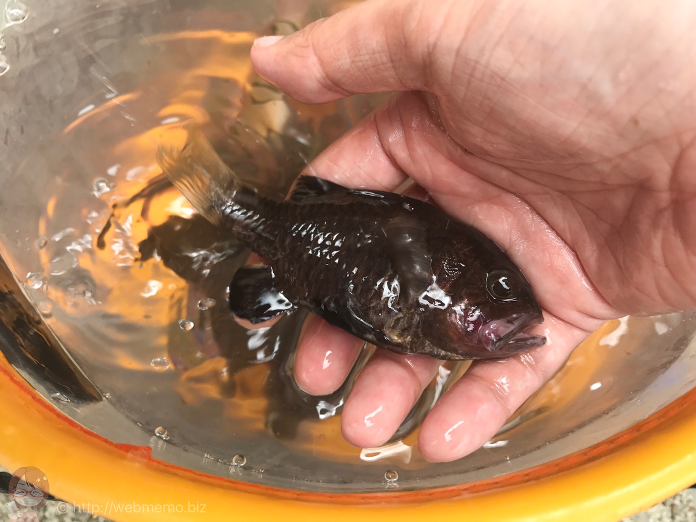 わからない魚