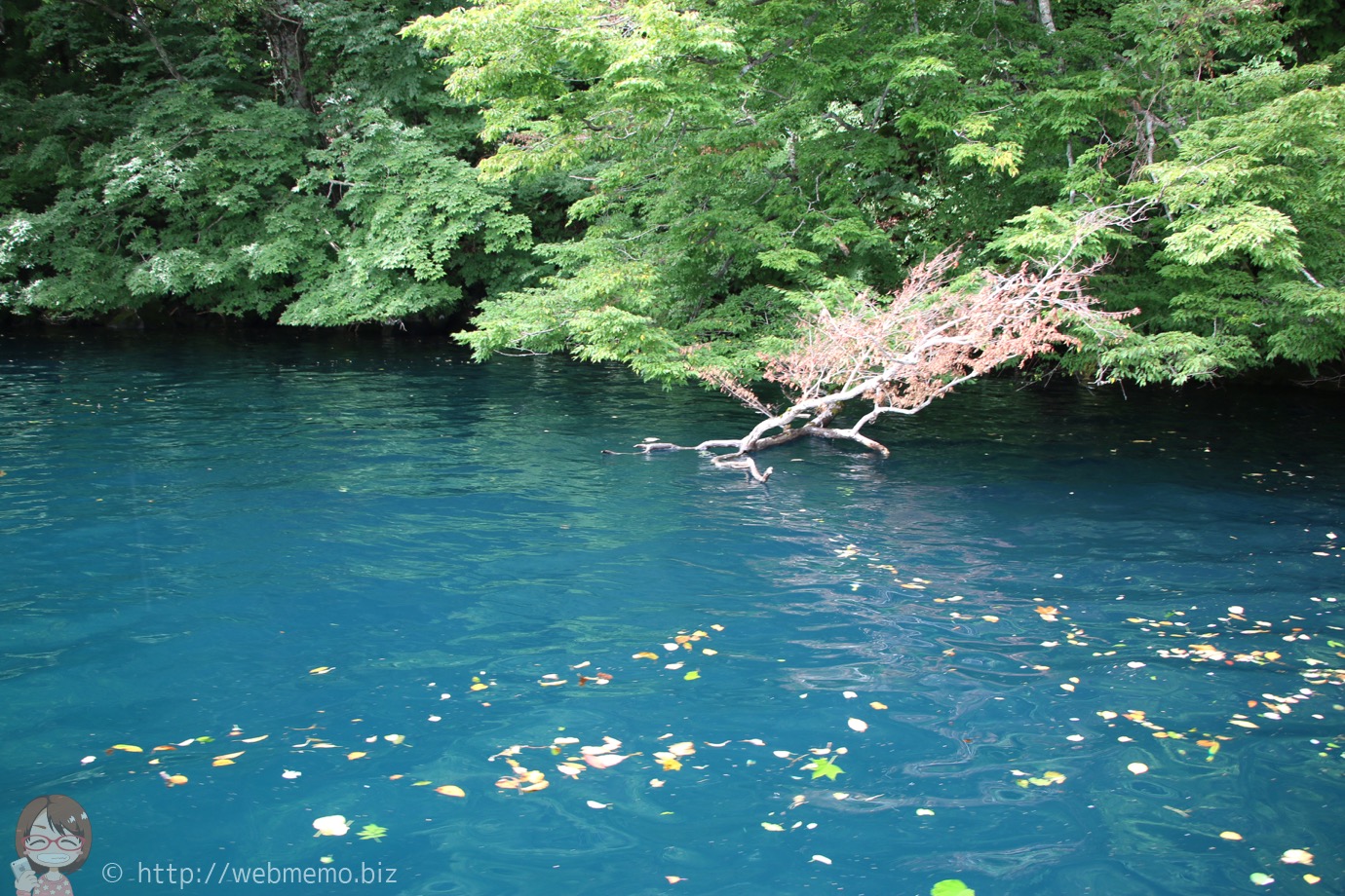 十和田湖のキレイな水