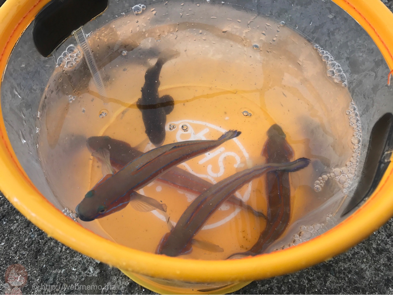 ニシキハゼ・ムロソイなどの釣果