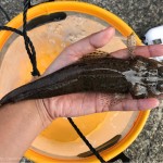 23センチ マゴチ釣り上げ、メジャープレートから計測アプリに乗り換え！[釣り録21]