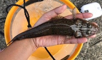 23センチ マゴチ釣り上げ、メジャープレートから計測アプリに乗り換え！[釣り録21]