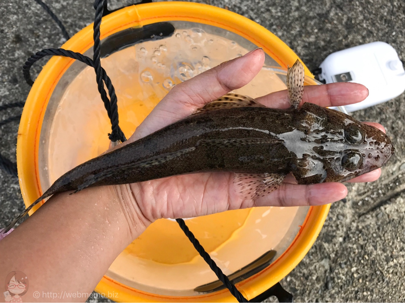 マゴチ 23センチ